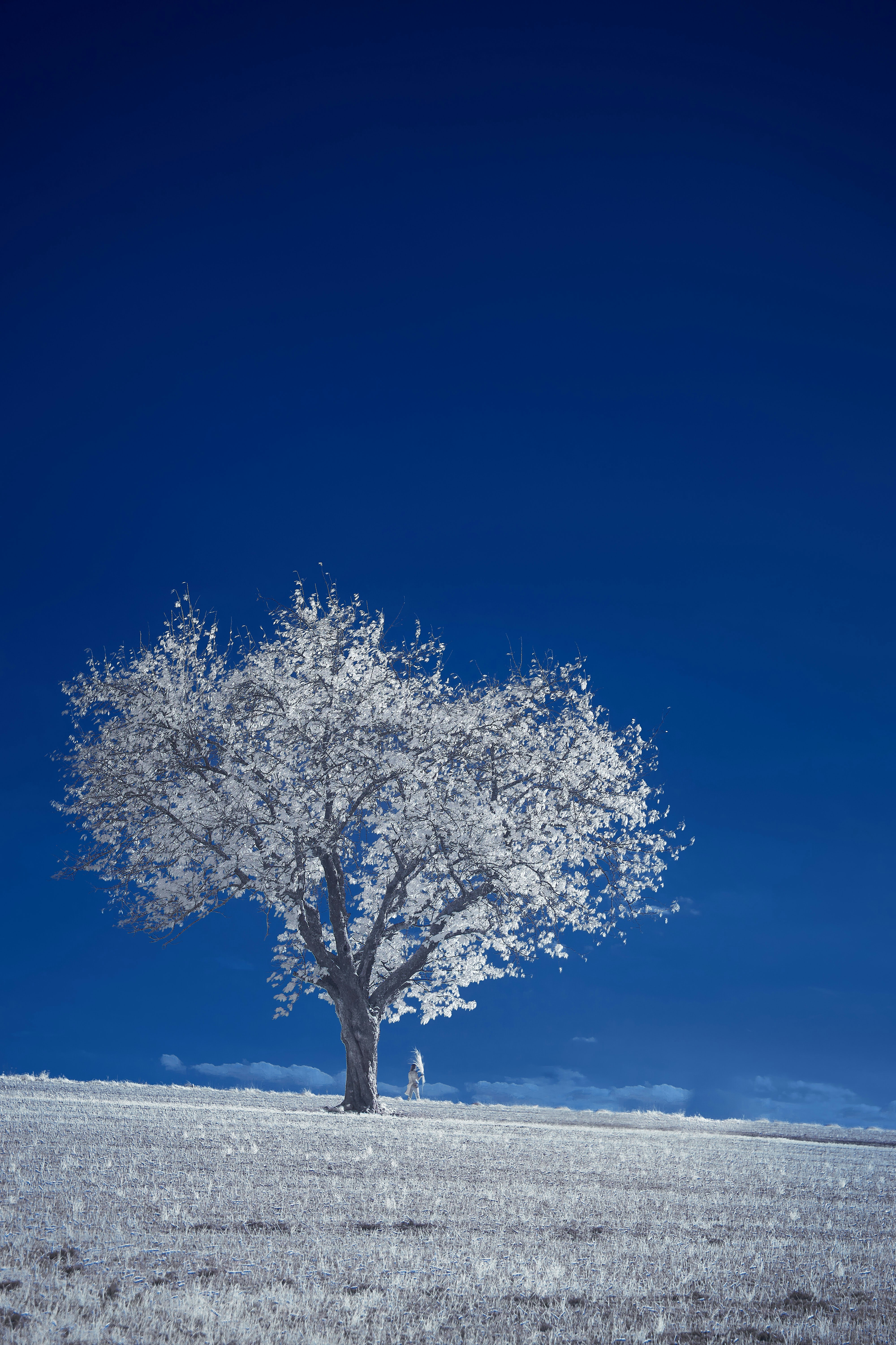 leafless tree on snow covered ground under blue sky during daytime